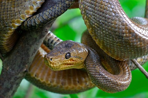 Boa