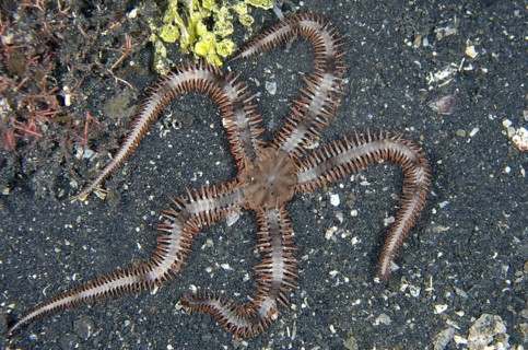 Black brittlestar