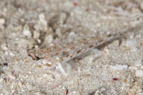 Pale sand gobi