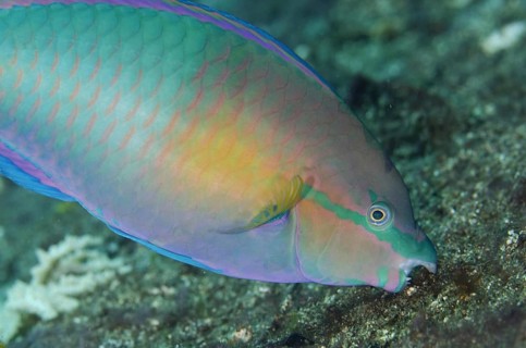 Parrotfish