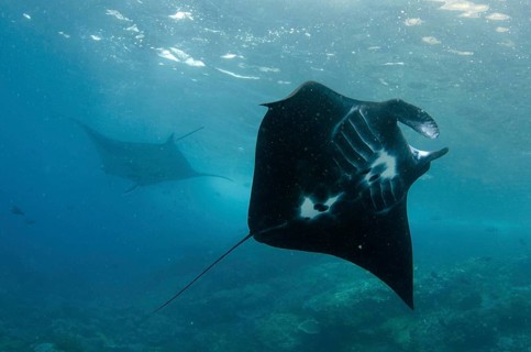 Large oceanic pelagic manta ray