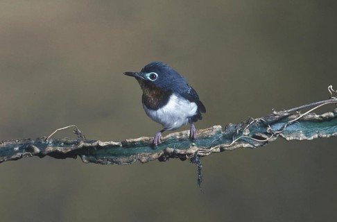 Dyaphorophyia jamesoni
