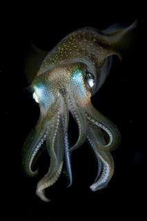 Bigfin reef squid