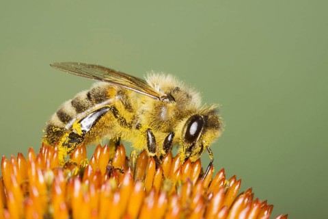 Western Honey Bee