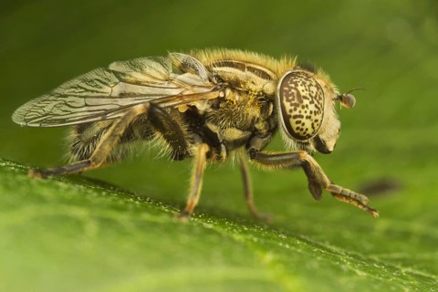 Black Eye Spotted Hoverfly