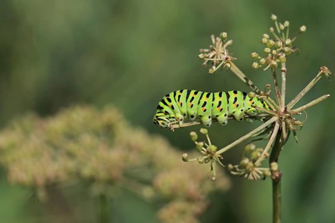 Swallowtail
