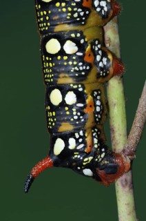 Celerio euphorbiae