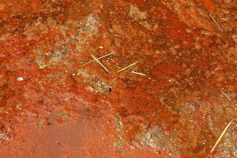 Red cyanobacteria