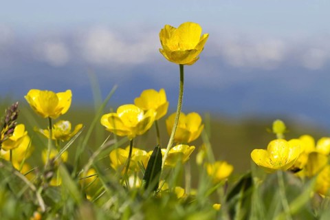 Mountain Buttercup