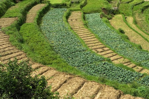 Vegetable cabbage