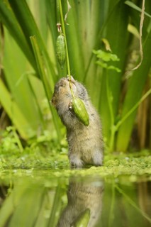 European water vole