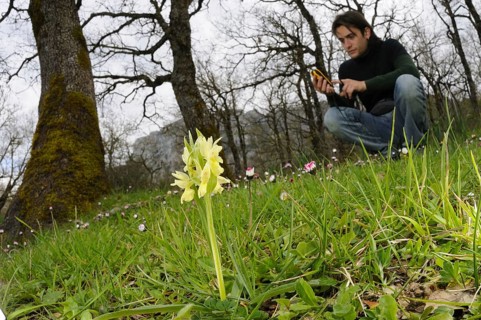 Flowering Roman roman dactylorhiza