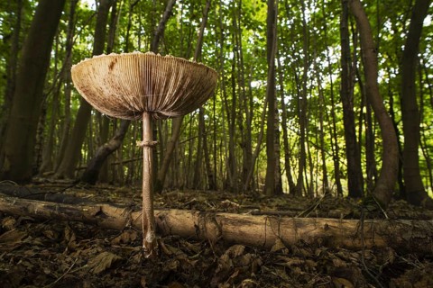 Slender Parasol