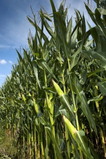 Maize