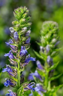 Big Blue Lobelia