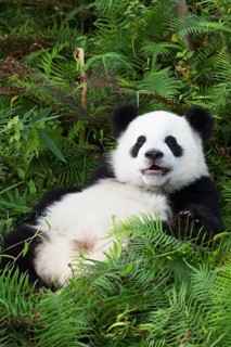Two years aged young Giant Panda