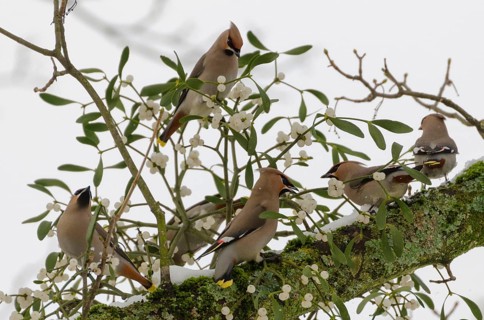 Silktails