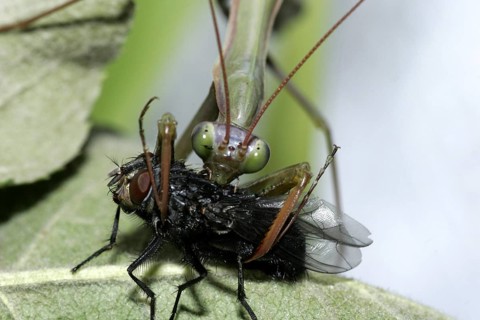 Praying mantis