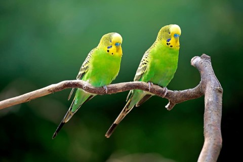 Budgerigar