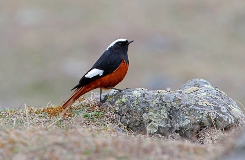 White-winged Redstart