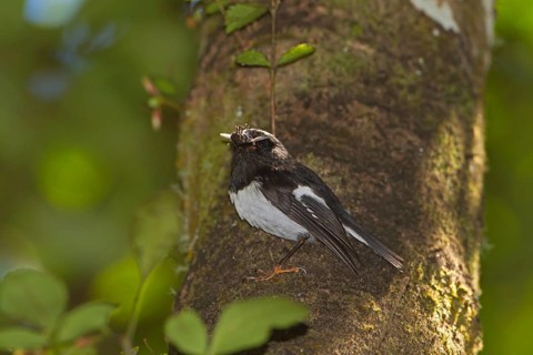 North Island Tomtit