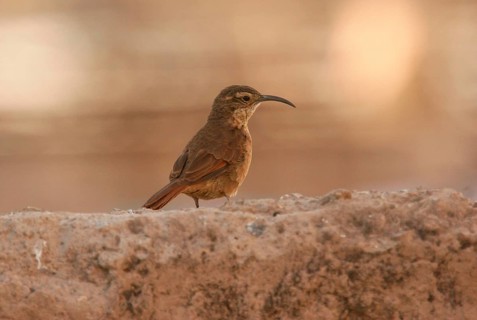 White-throated Earthcreeper