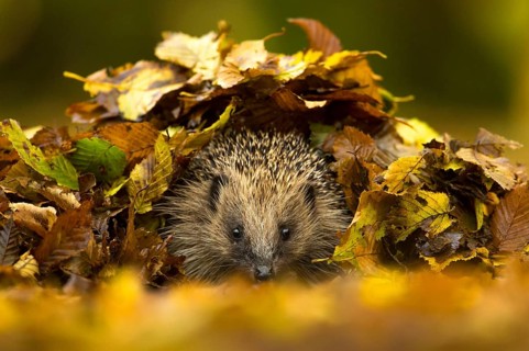 European Hedgehog