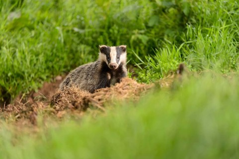 Eurasian Badger