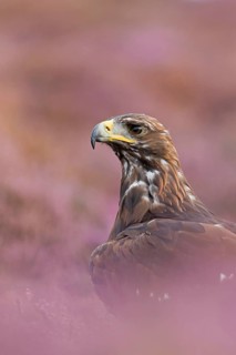 Golden eagle