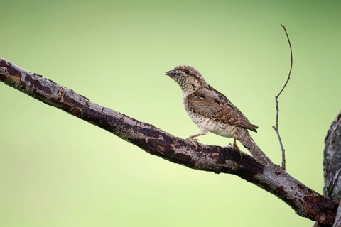 Eurasian eurasian wryneck