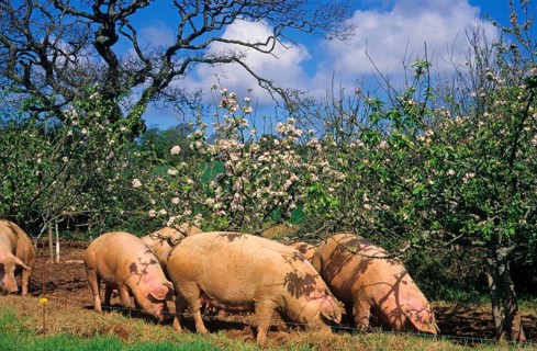 Domestic pig