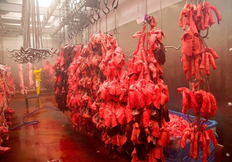 Pig offal hanging in abattoir