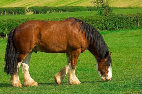 Clydesdale stallion