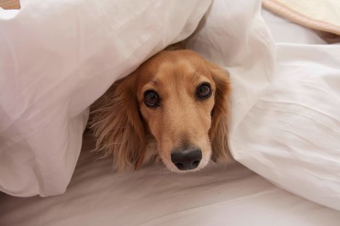 Domestic dog
