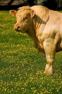 Domestic cattle