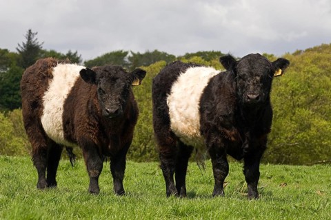 Domestic cattle
