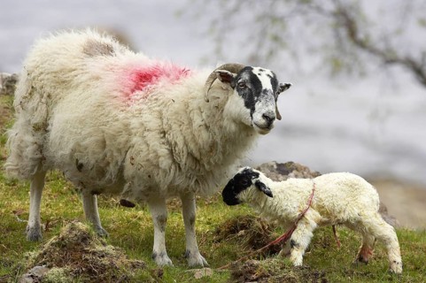 Domestic sheep