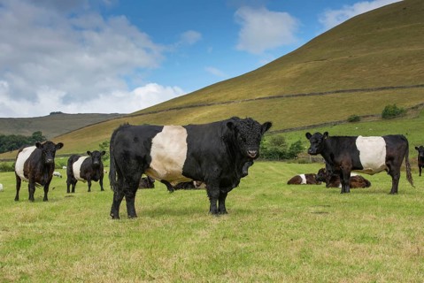 Domestic cattle