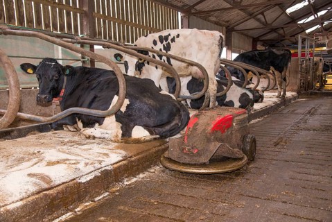 Dairy farming