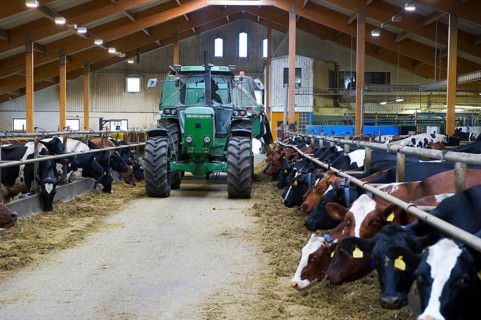Dairy farming