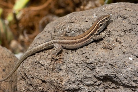 Small Canary Island Lizard