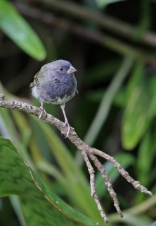 Black-faced Grassquit