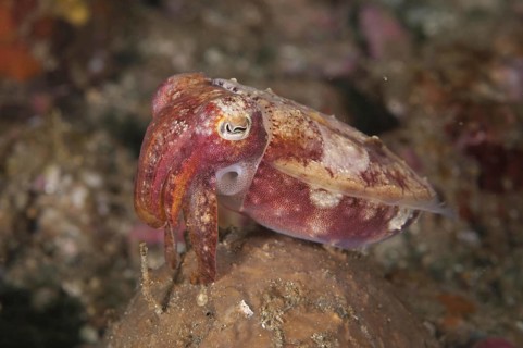 Broadclub cuttlefish