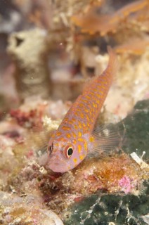 Okinawa Dwarfgoby