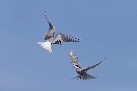 Arctic Tern