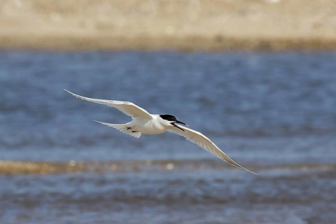 Sandwich Tern