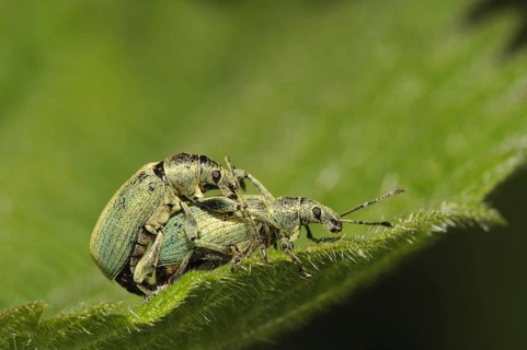 Nettle Weevil