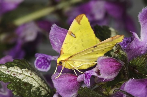 Yellow moth