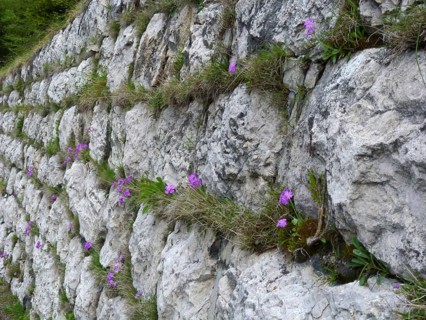 Mehlige Primrose