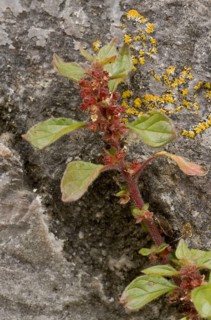 Spreading pellitory